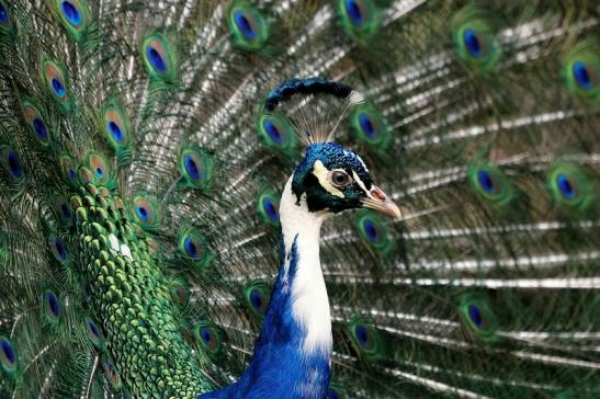 Asiatischer Pfau Wildtierpark Wiesbaden 2015