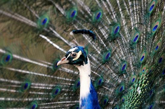 Asiatischer Pfau Wildtierpark Wiesbaden 2015