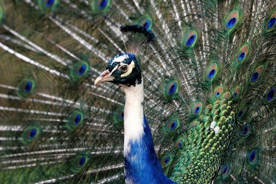 Asiatischer Pfau Wildtierpark Wiesbaden 2015