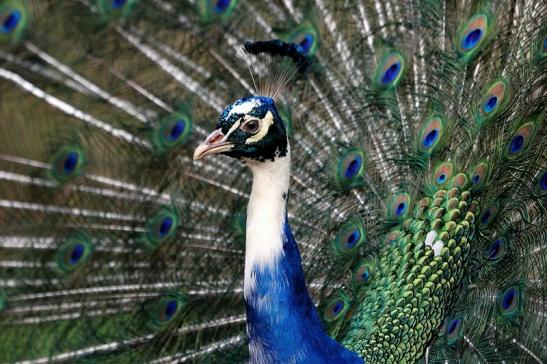 Asiatischer Pfau Wildtierpark Wiesbaden 2015