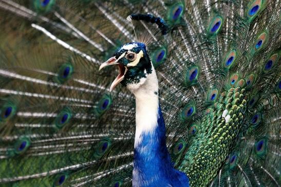 Asiatischer Pfau Wildtierpark Wiesbaden 2015