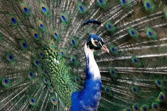 Asiatischer Pfau Wildtierpark Wiesbaden 2015