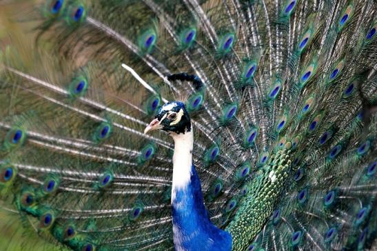 Asiatischer Pfau Wildtierpark Wiesbaden 2015