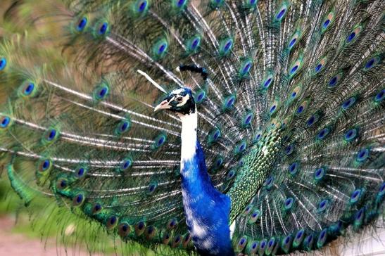 Asiatischer Pfau Wildtierpark Wiesbaden 2015