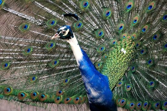 Asiatischer Pfau Wildtierpark Wiesbaden 2015