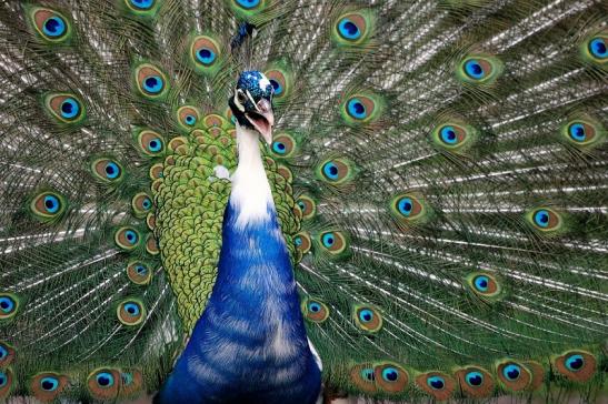 Asiatischer Pfau Wildtierpark Wiesbaden 2015