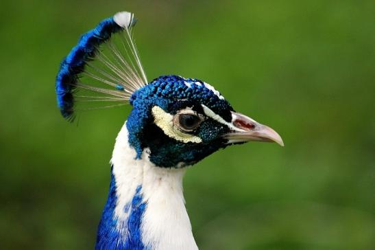 Asiatischer Pfau Wildtierpark Wiesbaden 2015