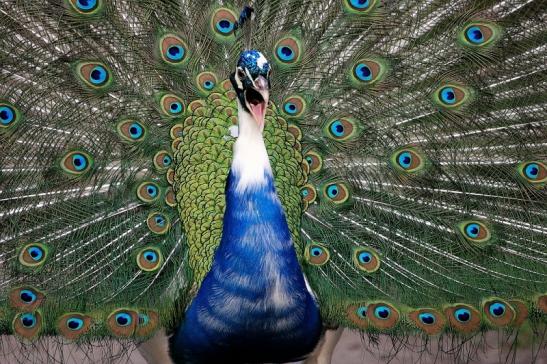 Asiatischer Pfau Wildtierpark Wiesbaden 2015