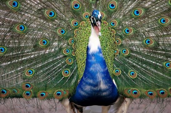 Asiatischer Pfau Wildtierpark Wiesbaden 2015