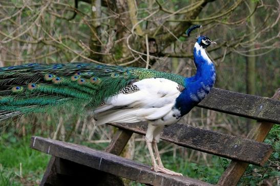 Asiatischer Pfau Wildtierpark Wiesbaden 2015