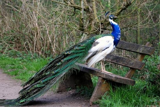 Asiatischer Pfau Wildtierpark Wiesbaden 2015