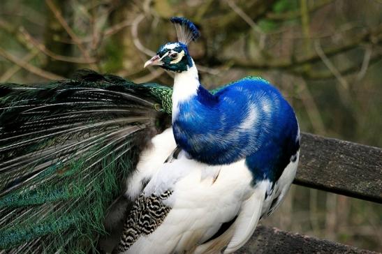 Asiatischer Pfau Wildtierpark Wiesbaden 2015