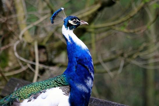 Asiatischer Pfau Wildtierpark Wiesbaden 2015