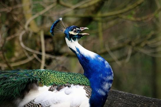 Asiatischer Pfau Wildtierpark Wiesbaden 2015