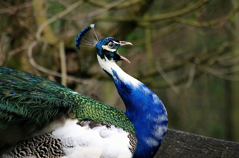 Asiatischer Pfau Wildtierpark Wiesbaden 2015