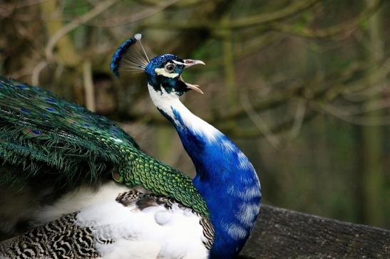 Asiatischer Pfau Wildtierpark Wiesbaden 2015