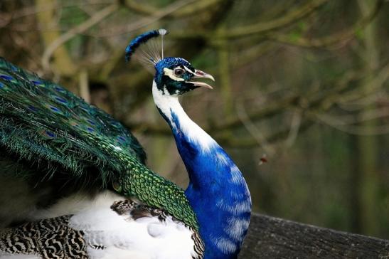 Asiatischer Pfau Wildtierpark Wiesbaden 2015