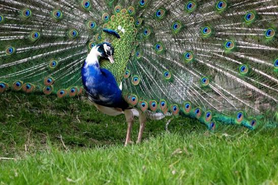 Asiatischer Pfau Wildtierpark Wiesbaden 2015