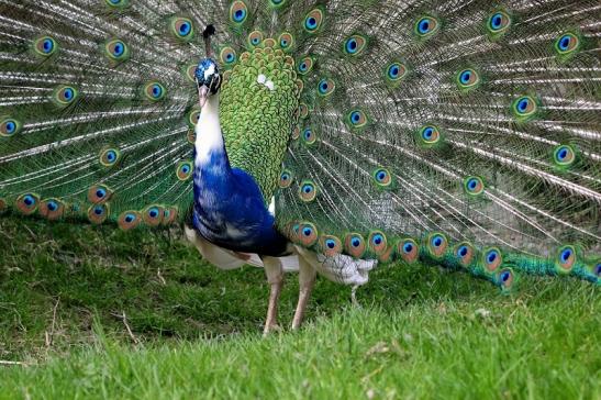 Asiatischer Pfau Wildtierpark Wiesbaden 2015