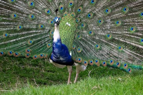 Asiatischer Pfau Wildtierpark Wiesbaden 2015