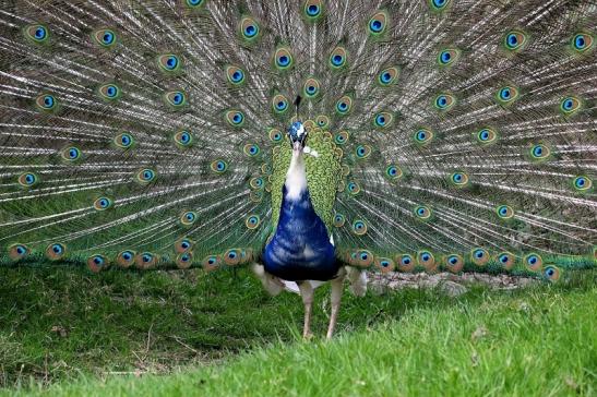 Asiatischer Pfau Wildtierpark Wiesbaden 2015