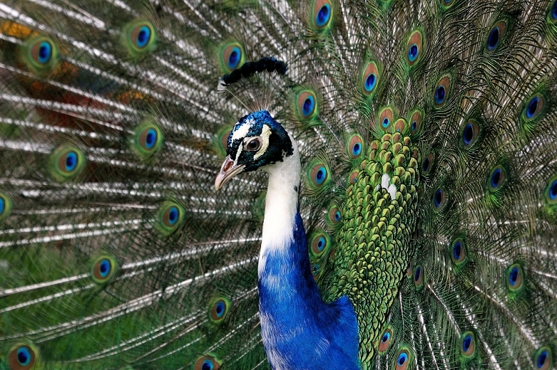 Asiatischer Pfau Wildtierpark Wiesbaden 2015