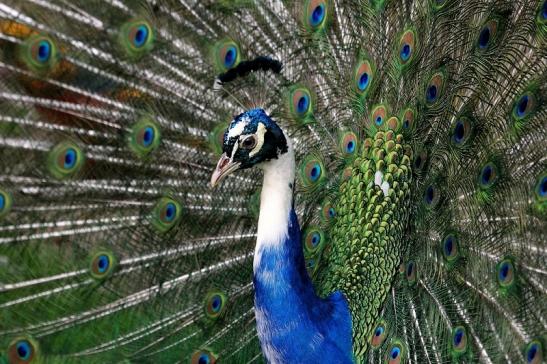 Asiatischer Pfau Wildtierpark Wiesbaden 2015