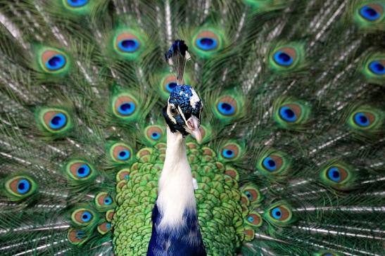 Asiatischer Pfau Wildtierpark Wiesbaden 2015