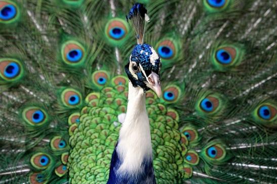 Asiatischer Pfau Wildtierpark Wiesbaden 2015