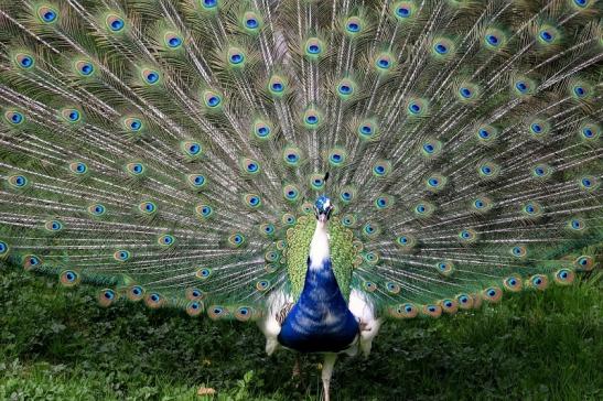 Asiatischer Pfau Wildtierpark Wiesbaden 2015