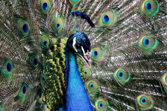 Asiatischer Pfau Zoo Frankfurt am Main 2016 