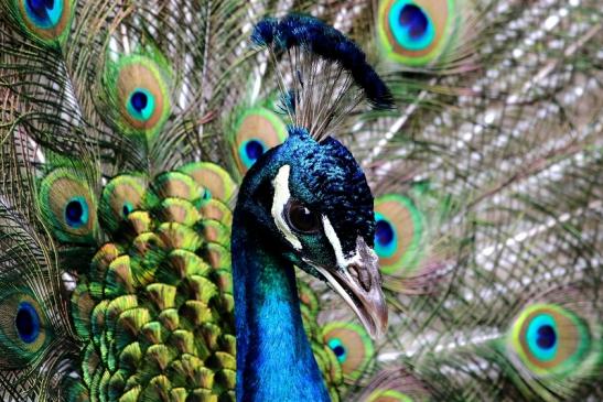 Asiatischer Pfau Zoo Frankfurt am Main 2016 