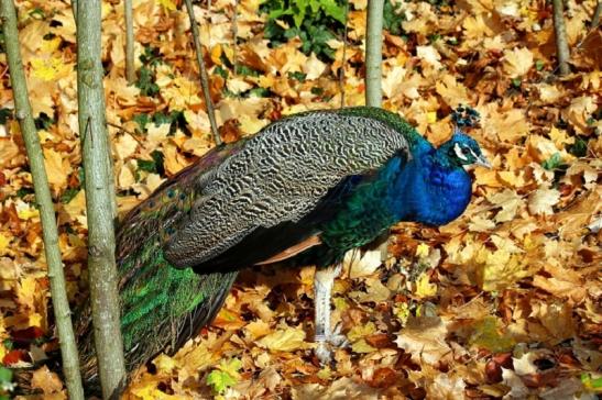 Asiatischer Pfau Zoo Vivarium Darmstadt 2011 - 2012