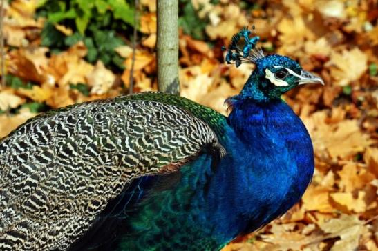 Asiatischer Pfau Zoo Vivarium Darmstadt 2011 - 2012