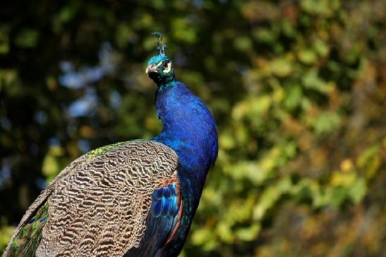 Asiatischer Pfau Zoo Vivarium Darmstadt 2011 - 2012