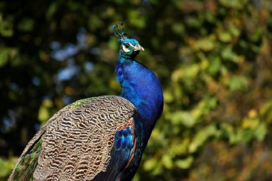 Asiatischer Pfau Zoo Vivarium Darmstadt 2011 - 2012