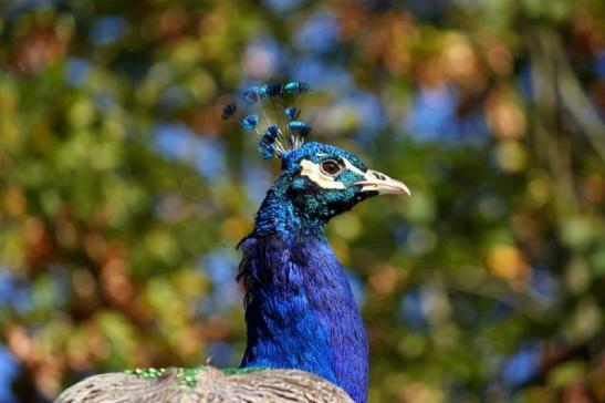 Asiatischer Pfau Zoo Vivarium Darmstadt 2011 - 2012