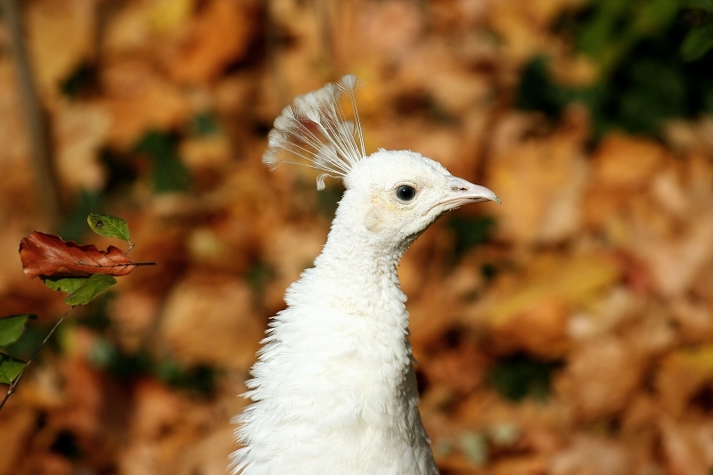 Asiatischer Pfau weiß Zoo Vivarium Darmstadt 2012