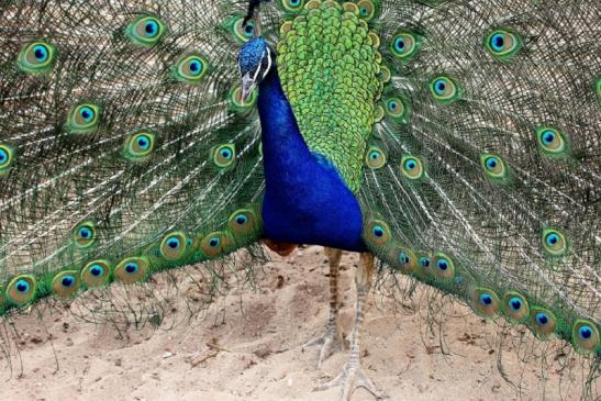 Asiatischer Pfau Zoo Vivarium Darmstadt 2014 