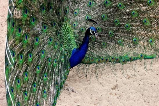 Asiatischer Pfau Zoo Vivarium Darmstadt 2014 