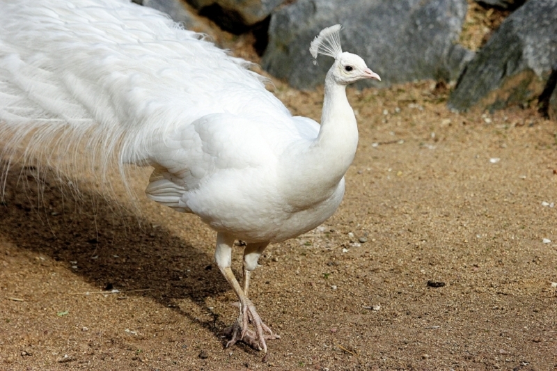 Asiatischer Pfau Zoo Vivarium Darmstadt 2014 