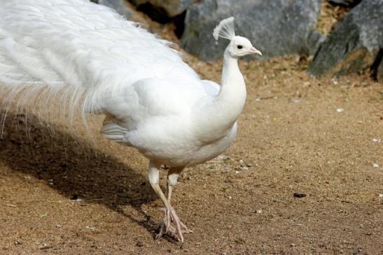 Asiatischer Pfau Zoo Vivarium Darmstadt 2014 