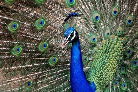 Asiatischer Pfau Zoo Vivarium Darmstadt 2014 