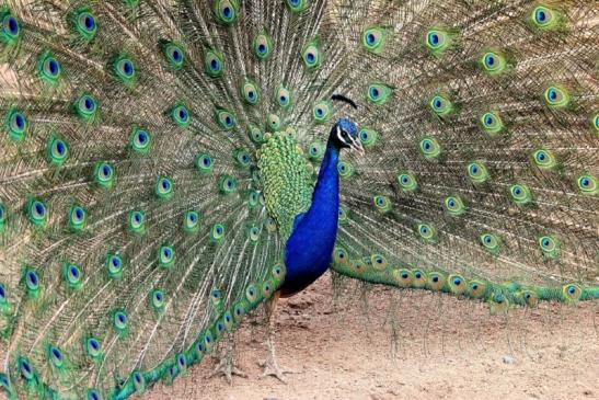 Asiatischer Pfau Zoo Vivarium Darmstadt 2014 