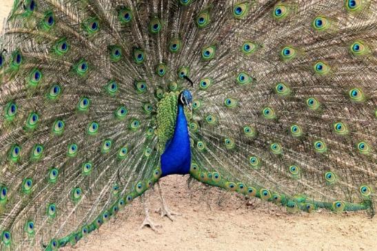 Asiatischer Pfau Zoo Vivarium Darmstadt 2014 