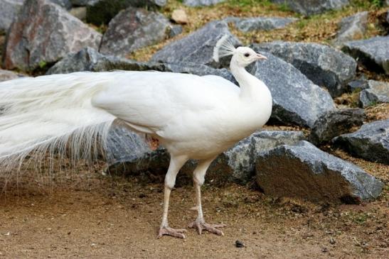 Asiatischer Pfau Zoo Vivarium Darmstadt 2014 