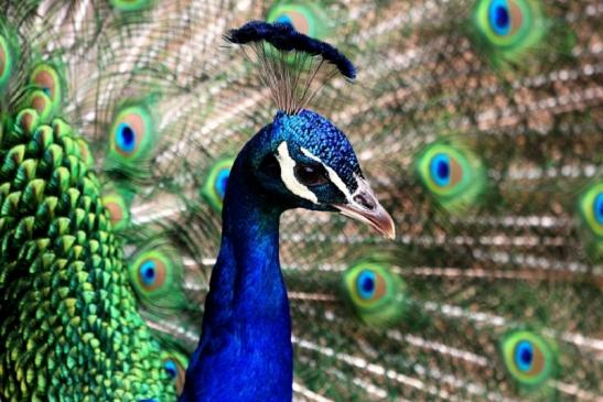 Asiatischer Pfau Zoo Vivarium Darmstadt 2014 