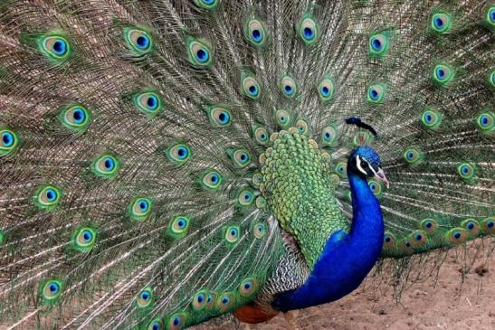 Asiatischer Pfau Zoo Vivarium Darmstadt 2014 