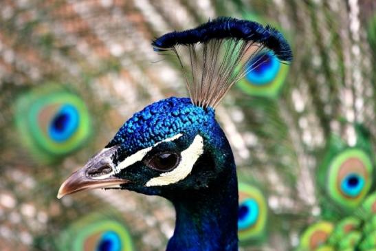 Asiatischer Pfau Zoo Vivarium Darmstadt 2014 