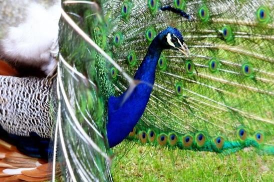 Asiatischer Pfau Zoo Vivarium Darmstadt 2016